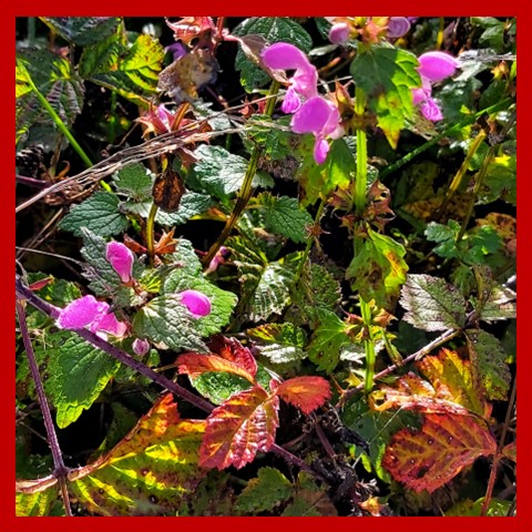 Autumn flowers n twigs 3